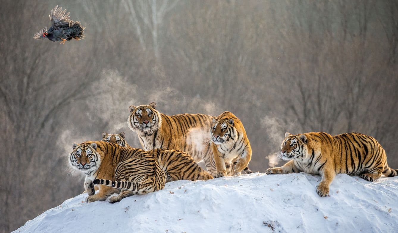 tigers