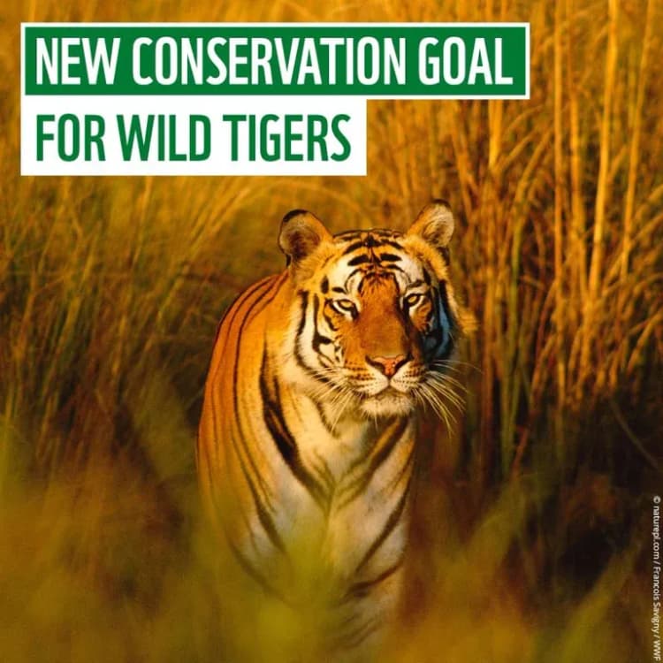 Wildlife Programmes